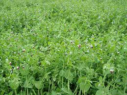 oats and field peas cover crop
